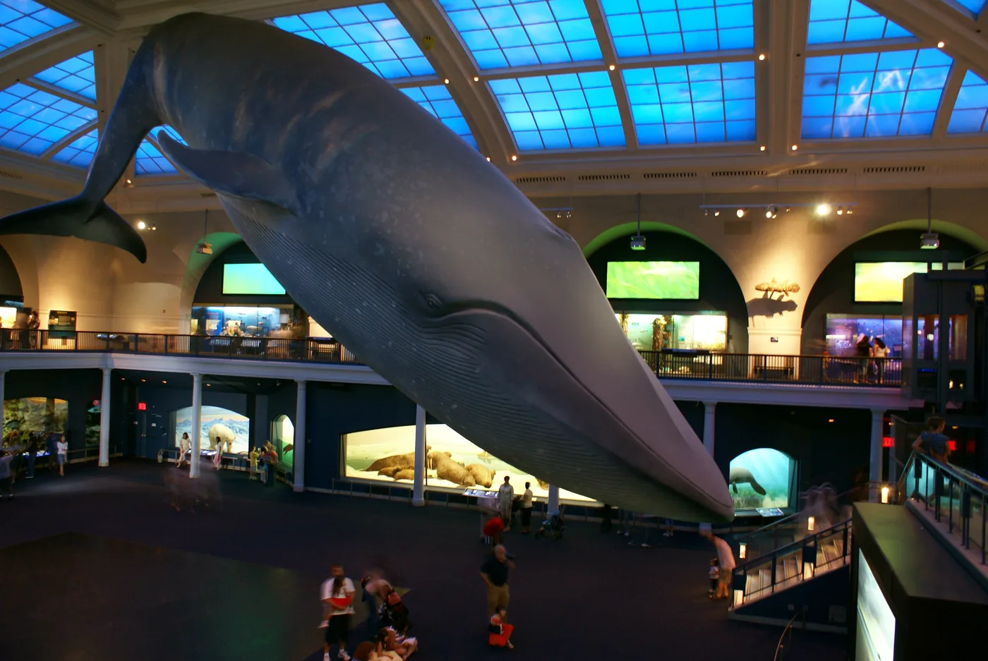 94-foot blue whale model suspended in the Hall of Ocean Life, AMNH