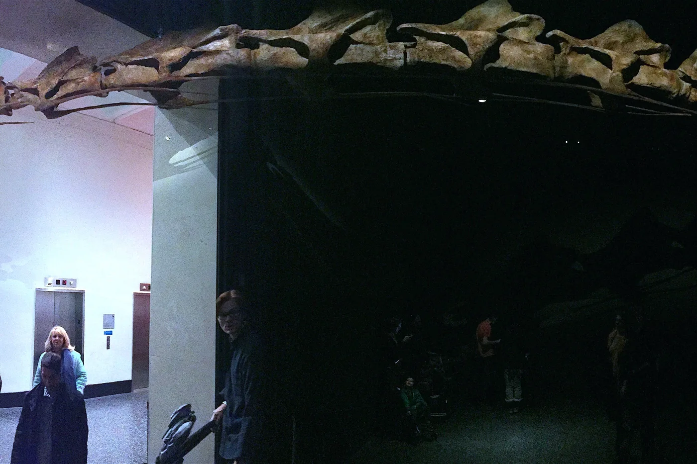 Titanosaur cast, 122 feet long, AMNH fourth floor