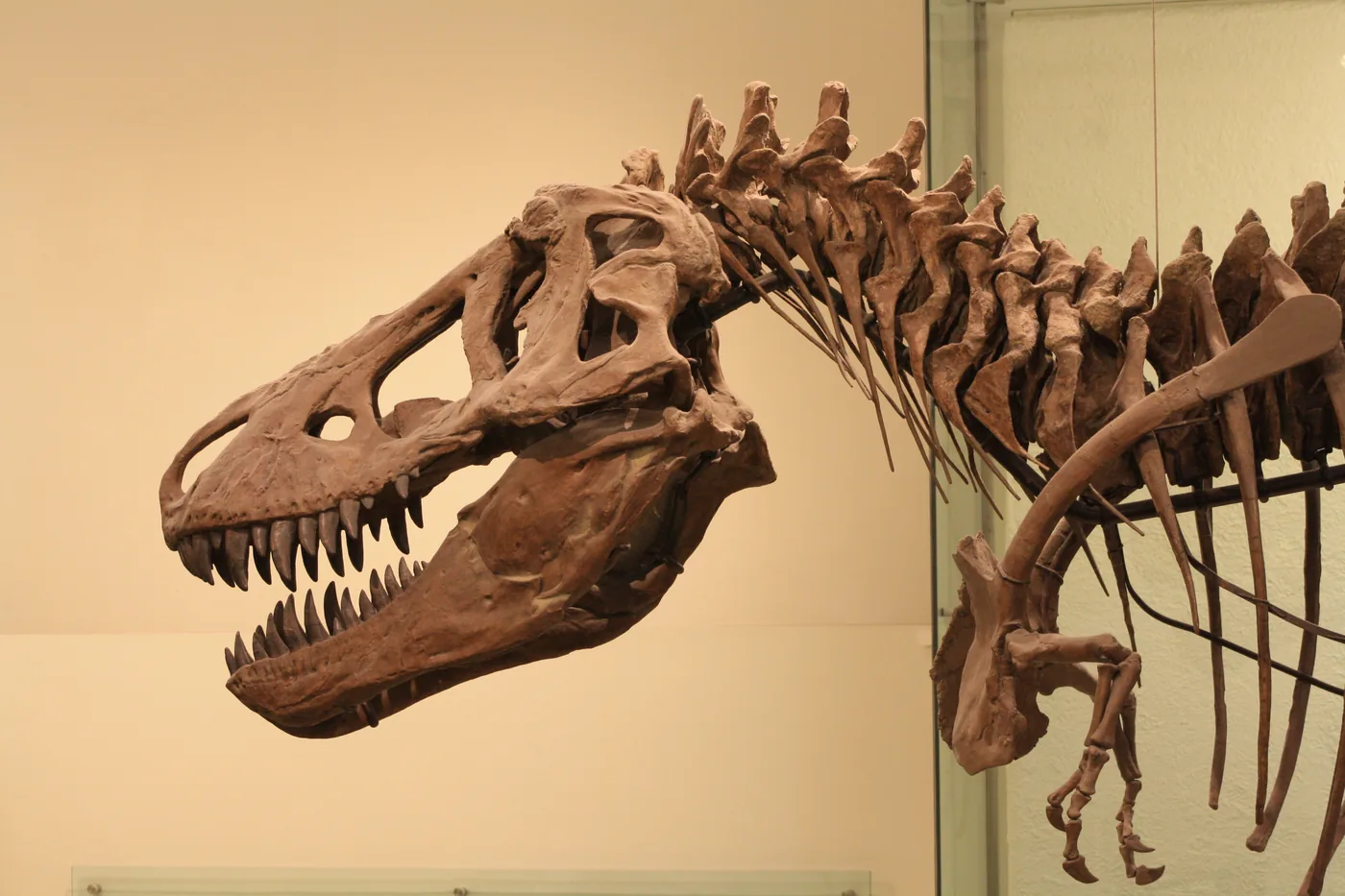 Tyrannosaurus rex skeleton — AMNH fourth-floor fossil hall