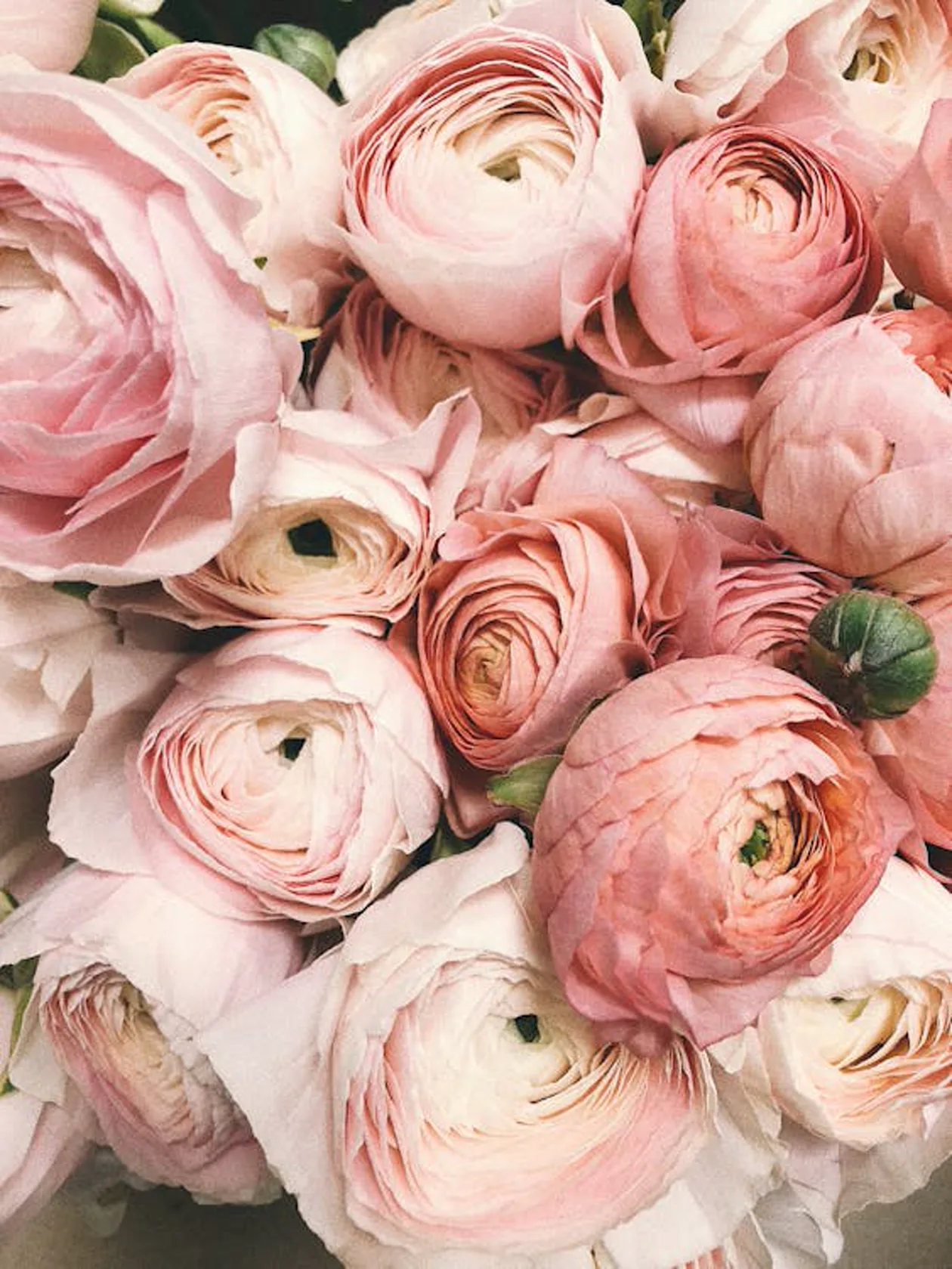Pink flower blooms in close detail — evoking the warmth and texture of Renoir's palette