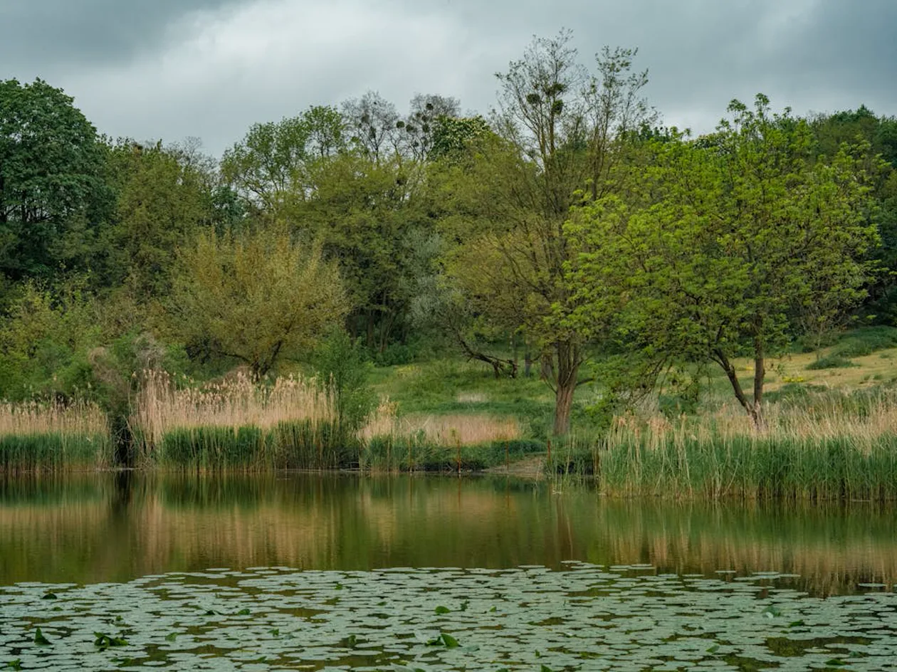 Water lily pads on a still pond — evoking Monet's source garden at Giverny