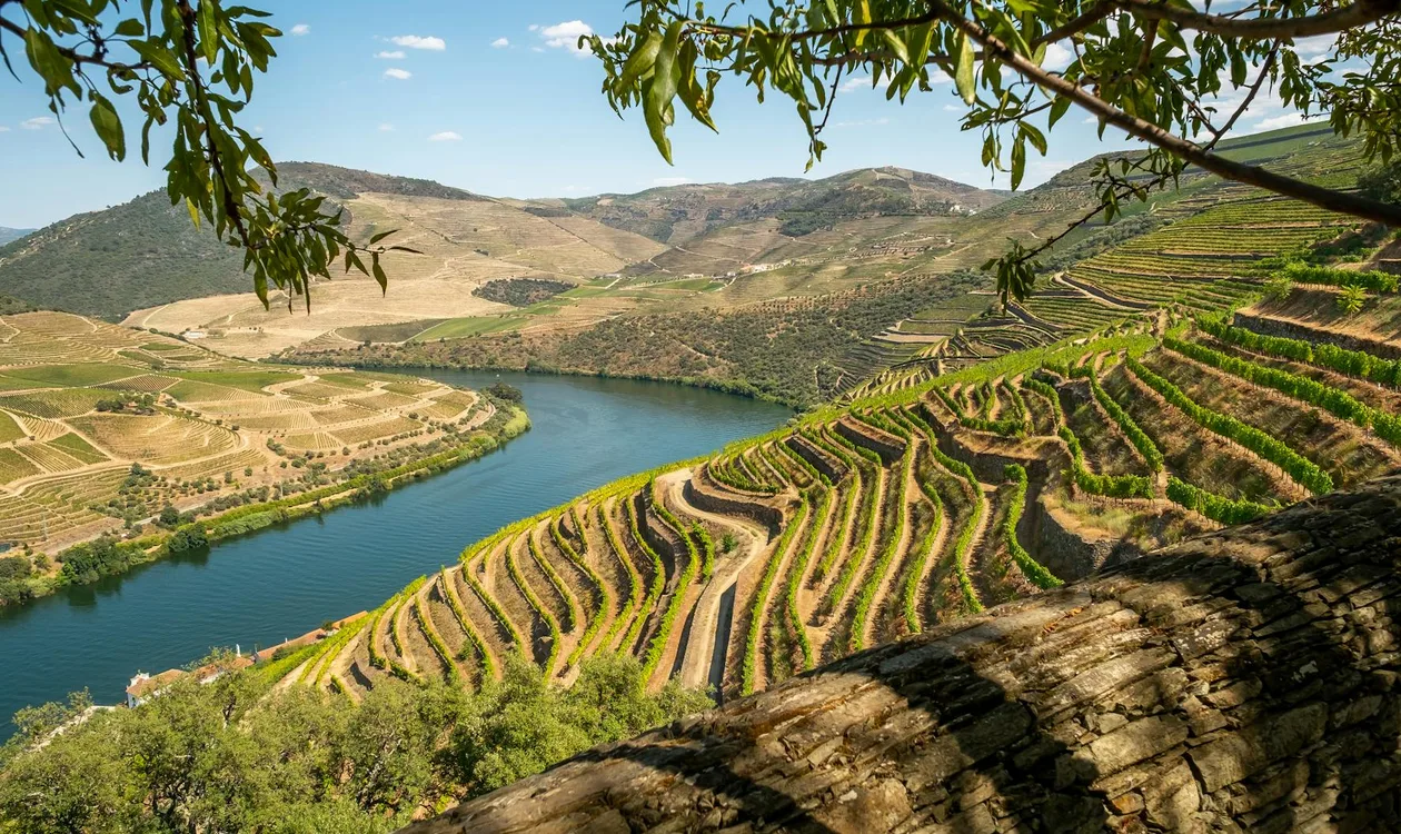 Douro river bend with terraced vineyards above the south bank