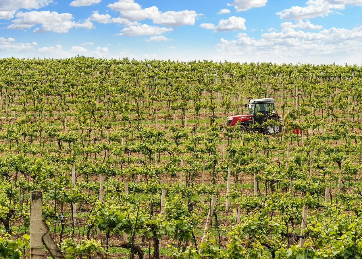 Wine Tours from Barcelona: Penedès, Priorat, and City Tastings (2026)